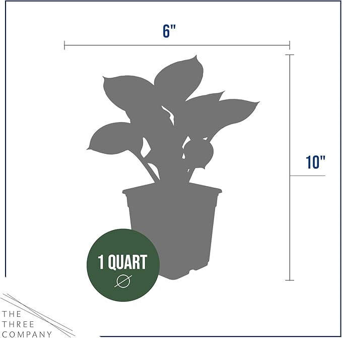 Live Perennial Hosta - Abiqua Drinking Guord (3 Plants Per Pack) Beautiful Accent Plant, 10" Tall by 4" Wide in 1 Qt Pot