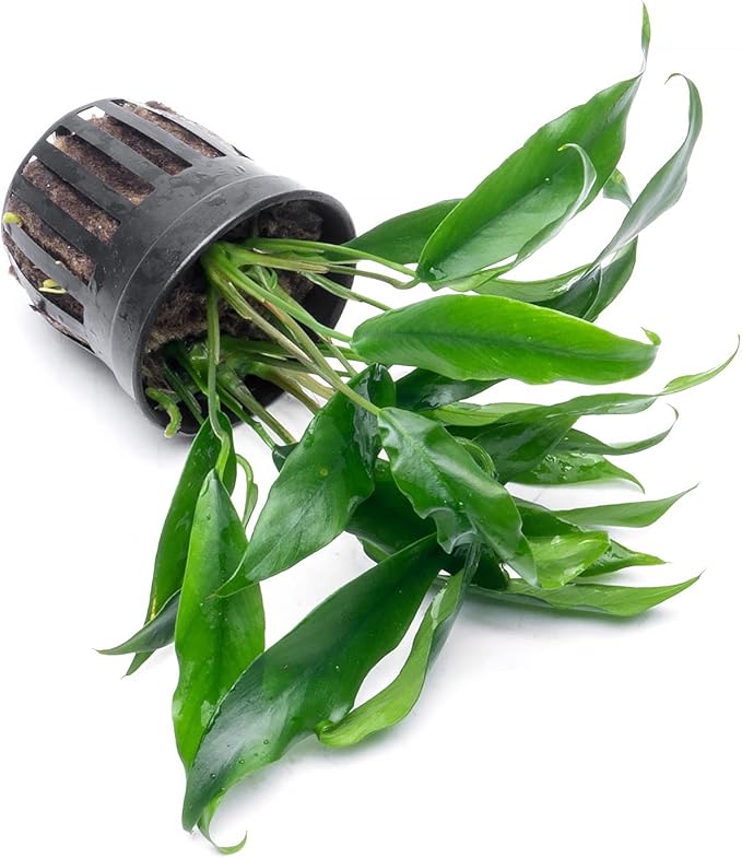 SubstrateSource Anubias Live Aquarium Plants - Potted Freshwater Plant for Fish Tanks, Terrariums - Beginner Friendly Low Light (Minima, 1 Pot)
