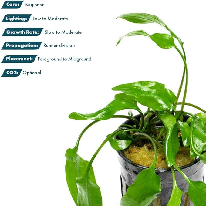 SubstrateSource Cryptocoryne Live Aquarium Plants - Freshwater Plant for Aquariums, Planted Fish Tanks - Beginner Friendly (Willisii, 1 Pot (3-5 Plants))