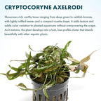 SubstrateSource Live Plants - Cryptocoryne Axelrodi (Cryptocoryne axelrodi) - Low to Medium Light, Olive to Reddish-Brown Freshwater Aquatic Plant, Midground Placement for Aquascaping - Pot, 1 Pack