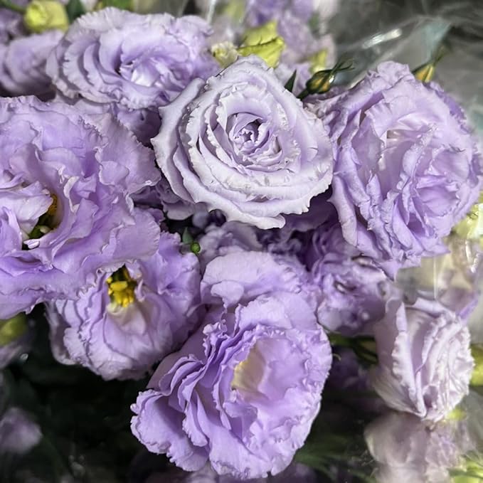 Eustoma Lisianthus Plant Live, Lisianthus Flowers Well Rooted Plug 2-3 Inch Height, Lisianthus Thornless Roses Seedling (Pastel Blue Lisianthus)