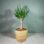 Yucca Cane – 10 Inches Grower Pot – Live Indoor/Outdoor Air Purifying Plant – Drought-Tolerant Easy Care Tropical Houseplant for Home or Office Décor