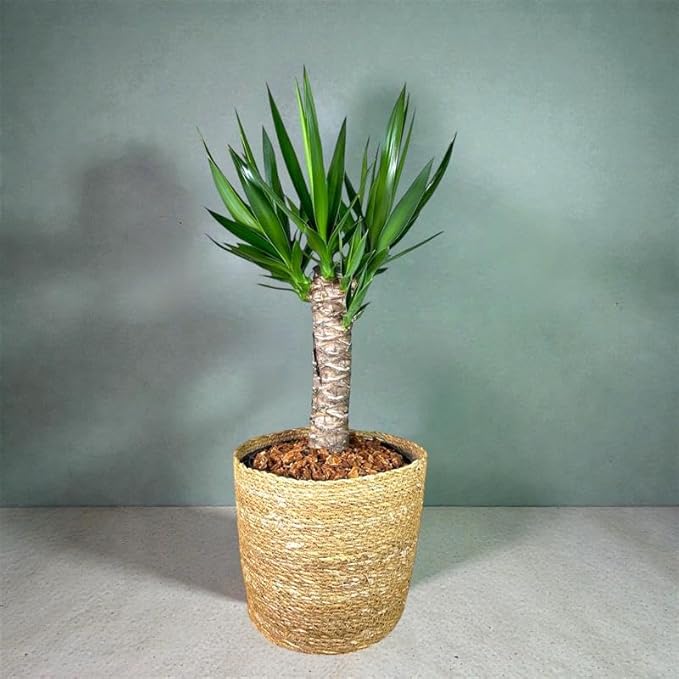 Yucca Cane – 10 Inches Grower Pot – Live Indoor/Outdoor Air Purifying Plant – Drought-Tolerant Easy Care Tropical Houseplant for Home or Office Décor