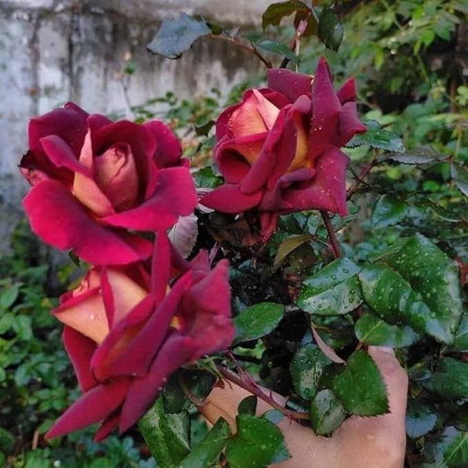Rose Live Plant, Roses Flower Plant, Fragrant Flower for Planting, 4-6 Inches Tall, Bush Shrub Plants, Well Rooted, Ready to Grow (Deep Red Rose)
