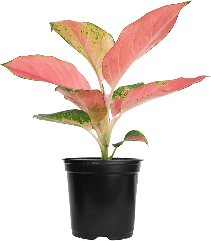 China Red Aglaonema Chinese Evergreen Live Plant, Exotic House Plants Live Tropical Plants, Rare House Plants Indoors Live Plants Indoor Plants Live Houseplants Live Indoor by Plants for Pets