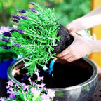 4 Lavender Plants Live Starter Plants 4-6" in Tall, Hardy Perennial Lavender for Garden and Landscape with Fragrant Purple Blooms, No Pot (Purple Pink)
