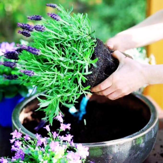 4 Lavender Plants Live Starter Plants 4-6" in Tall, Hardy Perennial Lavender for Garden and Landscape with Fragrant Purple Blooms, No Pot (Purple Pink)