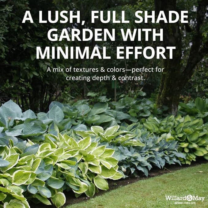 Mixed Hosta Perennials (6 Pack of Bare Roots) - Great Hardy Shade Plants