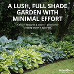 Mixed Hosta Perennials (6 Pack of Bare Roots) - Great Hardy Shade Plants