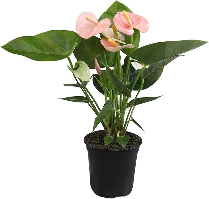 Pink Anthurium Live Plant (Approx. 13-16" Tall), Real Flowers/Unique House Plants in 4" Nursery Pot, Floral Office Plants, Air Purifying Plants & Cool Gifts for Plant Lovers by Plants for Pets