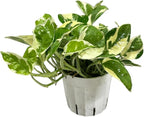 Pothos N’Joy Live Indoor Plant, 4 inch Pot, Variegated White and Green Leaves - Easy to Care for - Perfect for Indoor and Outdoor Home Decor, Office, and Gift- Pot Included