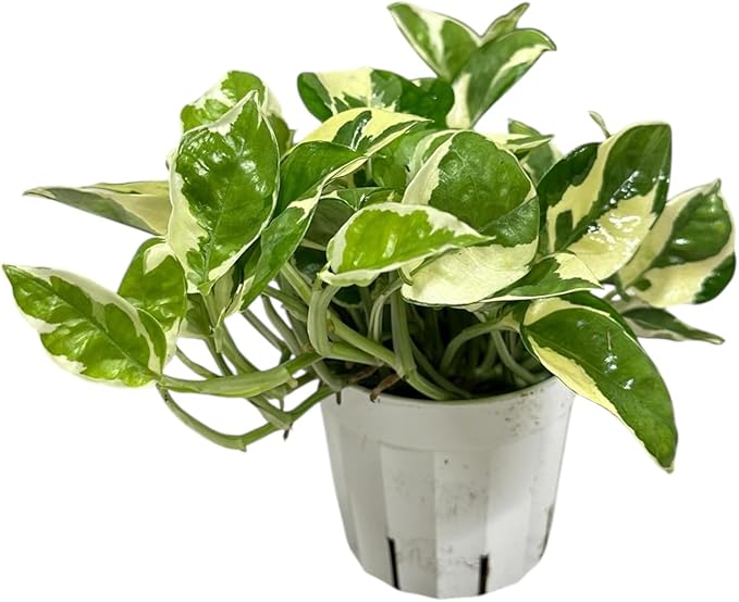 Pothos N’Joy Live Indoor Plant, 4 inch Pot, Variegated White and Green Leaves - Easy to Care for - Perfect for Indoor and Outdoor Home Decor, Office, and Gift- Pot Included