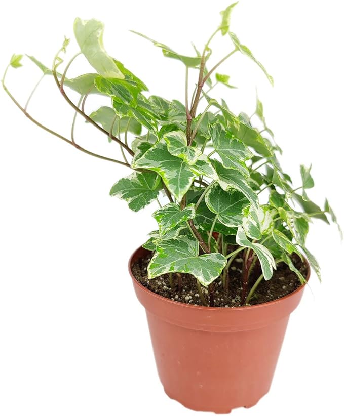 Golden English Ivy (4" Grower Pot) - Air Purifying and Live Healthy Houseplant - Easy to Grow, Easy to Care Indoor Houseplant
