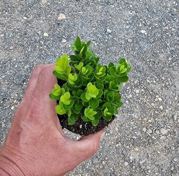 True Dwarf English Boxwood (Buxus) - Starter Plant (7m) (1 Live Plant)
