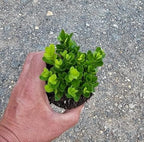 True Dwarf English Boxwood (Buxus) - Starter Plant (7m) (1 Live Plant)