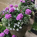 Set 2 Geranium Plants Live, 4-9 Inches Tall, Hardy Flowering Geraniums for Garden or Pots, Fragrant Perennial Blooms (Lavender Geranium)
