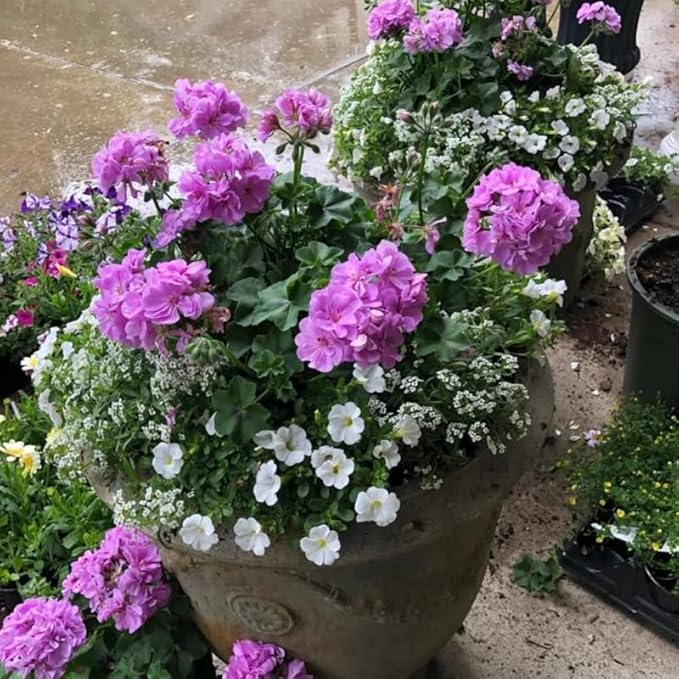 Set 2 Geranium Plants Live, 4-9 Inches Tall, Hardy Flowering Geraniums for Garden or Pots, Fragrant Perennial Blooms (Lavender Geranium)