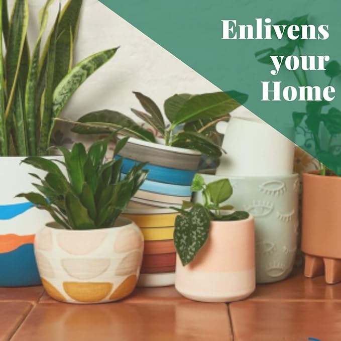 House Plant Shop | Pothos 'Green' - 4" Pot | Live Indoor Plant | Easy to Care | Natural Décor Plant | Great Gifts| Free Care Guide