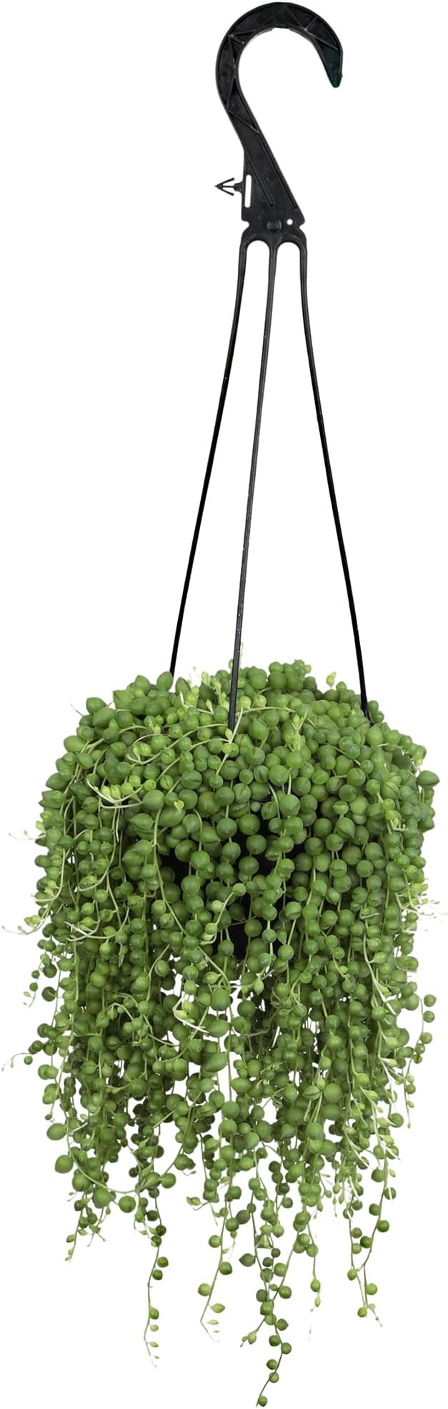 Live String of Pearls Succulent Plant Decor Hanging Basket, Real Succulents & Houseplants for Home or Office, Senecio Rowleyanus, Unique House Plants