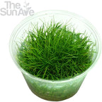 Dwarf Hairgrass Parvula Mini Tissue Culture Live Aquarium Freshwater Plants Decoration