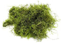 Java Moss - Vesicularia dubyana (4x6 cm) - Live Aquarium Plant