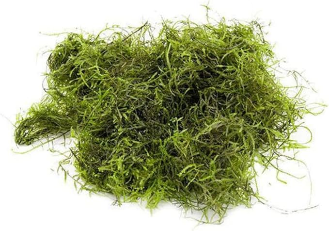 Java Moss - Vesicularia dubyana (4x6 cm) - Live Aquarium Plant