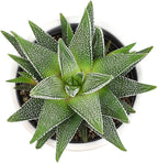 Plants for Pets Haworthia Zebra Plant Succulent in 2.5 Inch White Succulent Pot, Pet Friendly Houseplant, Live Plant Gift, Dog & Cat Safe Plants, Low Light Mini Succulents for Home Decor