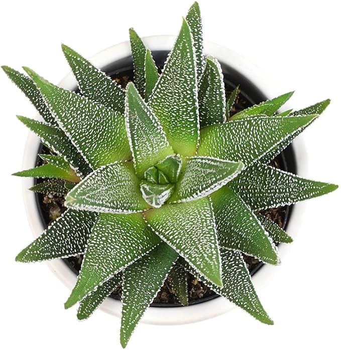 Plants for Pets Haworthia Zebra Plant Succulent in 2.5 Inch White Succulent Pot, Pet Friendly Houseplant, Live Plant Gift, Dog & Cat Safe Plants, Low Light Mini Succulents for Home Decor