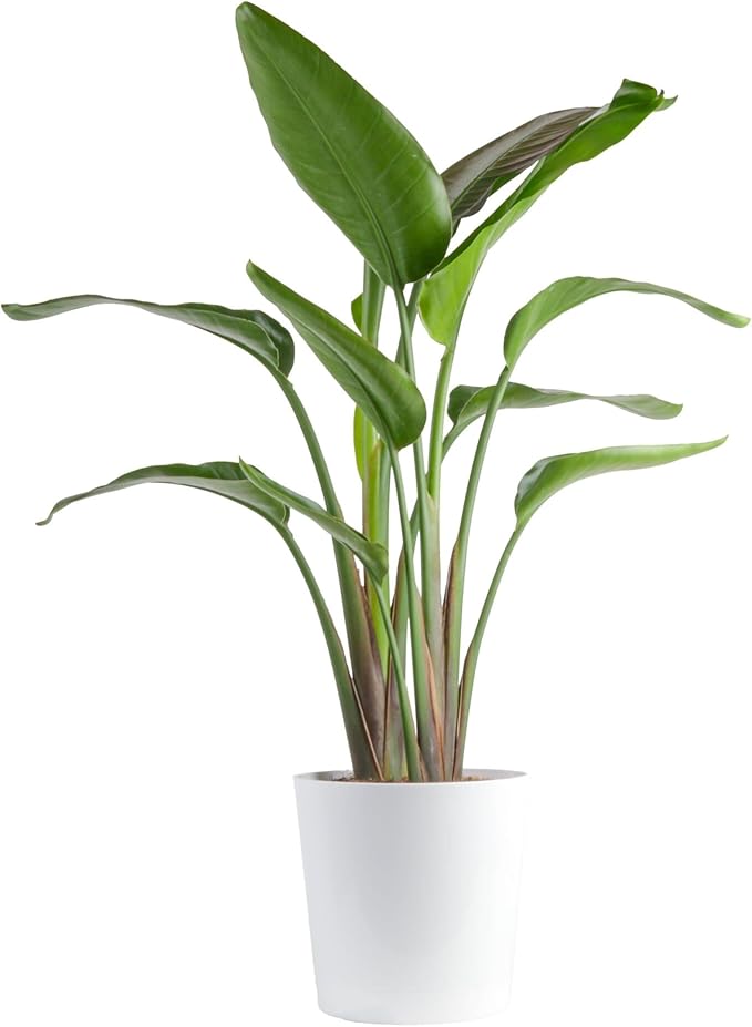 Costa Farms White Bird of Paradise, Strelitzia nicolai, Live Indoor Plant in Décor Planter Pot, Air-Purifying Tropical Houseplant, Housewarming Gift, Living Room, Office, and Home Decor, 2-3 Feet Tall