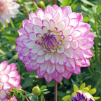 Dahlia Pinnate Flower Seeds, 100 Mixed Rare Labyrinth Dahlia Seeds, Non-GMO Dahlia Seed for Home Gardens Outdoor