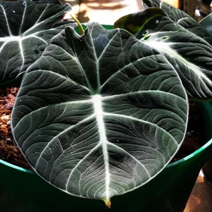2 Black Velvet Alocasia Plants Live Houseplant for Indoor Outdoor Growing, 4 to 8 Inches Tall, Rare and Hardy