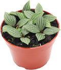 Watermelon Stilt (Peperomia Tetragona) - 4'' from California Tropicals