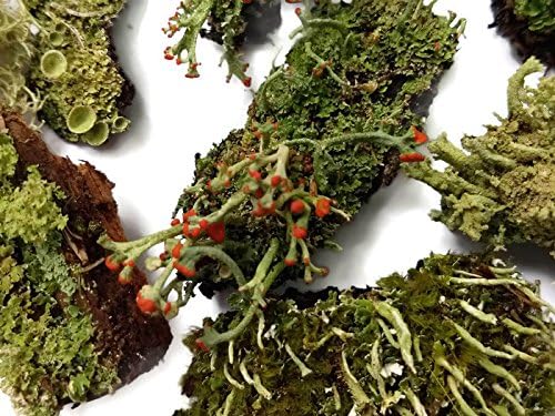 Live Lichen Assortment 4"x6" Bag for Terrariums and Fairy Gardens