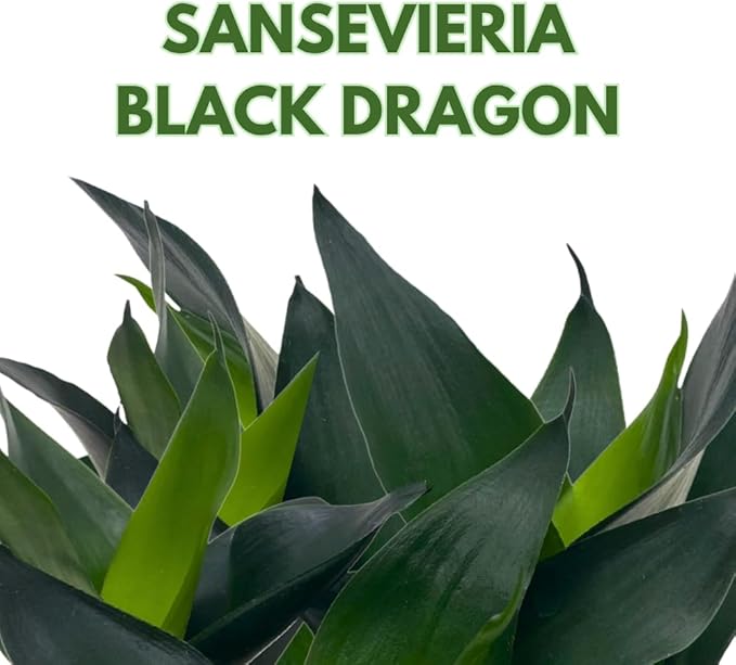 BubbleBlooms Jade Snake Plant 2 inch Set of 3 All Green Dwarf Rosette Sansevieria Tiny Mini Pixie Plants