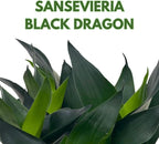 BubbleBlooms Jade Snake Plant 2 inch Set of 3 All Green Dwarf Rosette Sansevieria Tiny Mini Pixie Plants