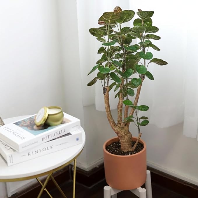 Aralia Fabian Stump 'Polyscias Scutellaria' (6 inch) - Lucky Houseplants - 4/6 inch Unique Live Decorative Houseplants - Easy to Care Indoor Plants, Perfect for Office, Home & Feng Shui Decor