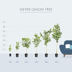 Brighter Blooms - Meyer Lemon Tree, 1-2 ft. - No Shipping to AK, AL, AZ, CA, FL, GA, HI, LA, MS, OR, TX