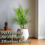 Majesty Palm - Live Palm Tree Plant - Tropical Plants of Florida - Overall Height 34" to 38" (Plant in Growers Pot)
