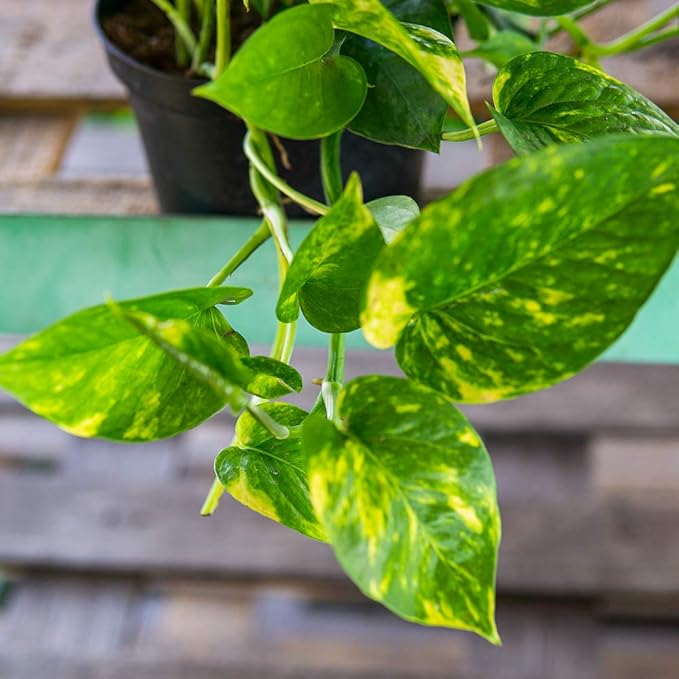 Golden Pothos in 8in Hanging Basket | Extremely Easy to Care for | Perfect for Any Indoor Space