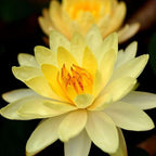 4 Pack Water Lily Tubers Live Aquatic Plant Freshwater Pond Garden Colorful by Greenpro