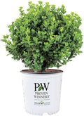 Proven Winners 1 Gal. Neatball Boxwood Shrub