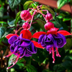 2 Fuchsia Plants, Live Fragrant Fuchsia Flower Bush Shrub, 3-6 Inches Tall (Purple Red)