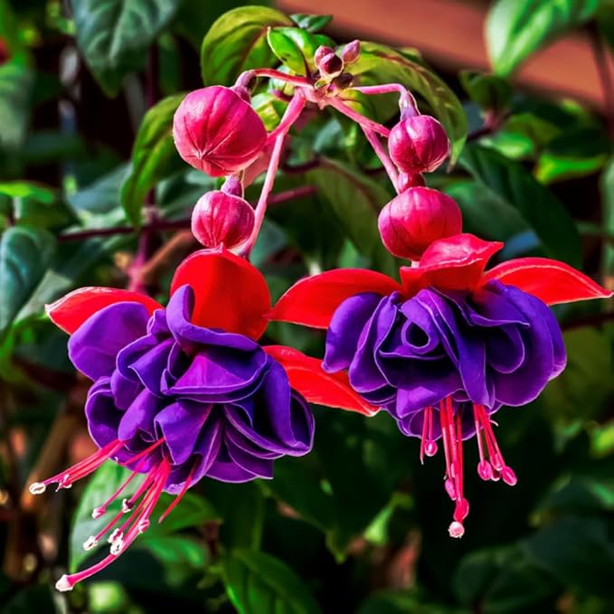 2 Fuchsia Plants, Live Fragrant Fuchsia Flower Bush Shrub, 3-6 Inches Tall (Purple Red)