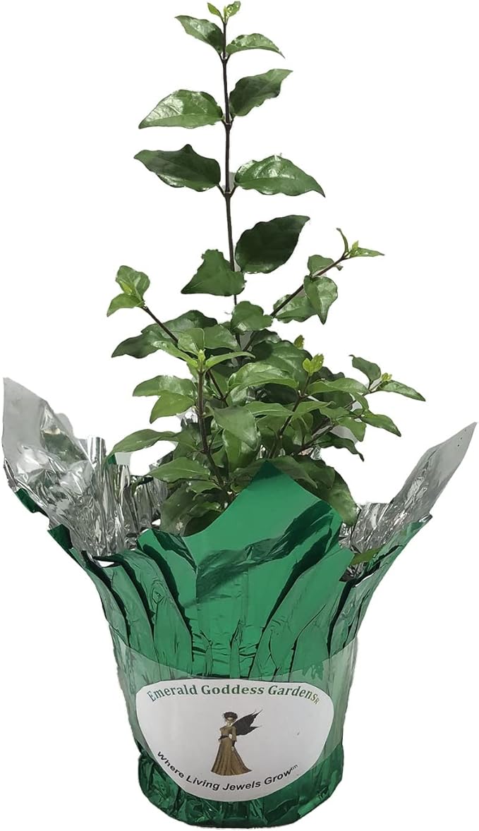 Kings Mantle - Thunbergia erecta - Live Shrub Plant - Vivid Purple Yellow Flower -Emerald Goddess Gardens - Starter Sz 4 Inch Pot