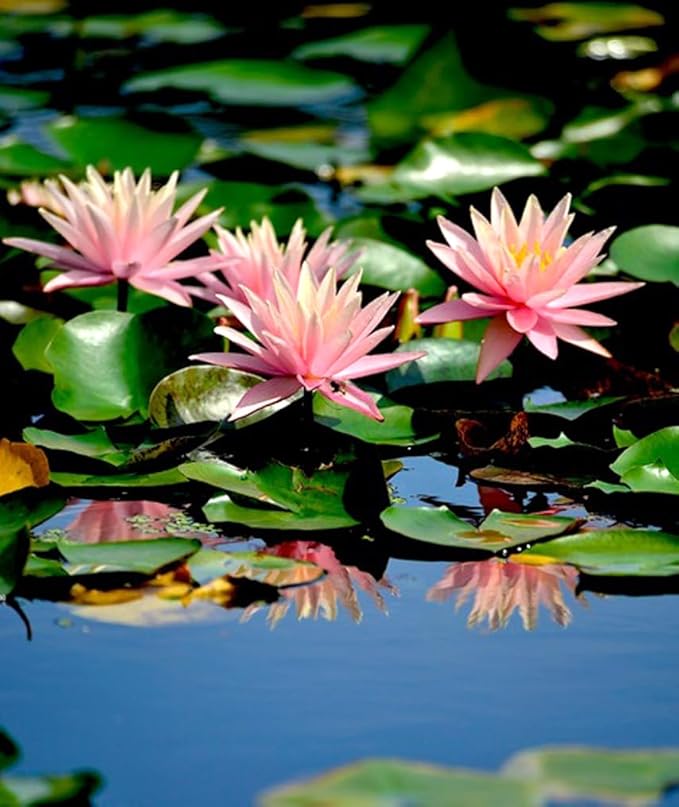 30 PCS Bowl Lotus Seeds Bonsai Lotus Seeds for Planting Water Lily Pink Purple Red Flower Aquatic Plants Seed Pond Plants Non GMO Home Garden Flowering