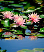 30 PCS Bowl Lotus Seeds Bonsai Lotus Seeds for Planting Water Lily Pink Purple Red Flower Aquatic Plants Seed Pond Plants Non GMO Home Garden Flowering