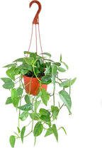 Shop Succulents Epipremnum Pinnatum Cebu Blue Hanging Plant, Live Indoor Plant, Easy Care Hanging Ivy Houseplant in Nursery Pot, Air Purifying Plant in Soil, Housewarming, Home Décor, Hanger Included