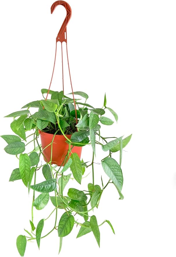 Shop Succulents Rare Cebu Blue Hanging Plant, Live Indoor Plant, Easy Care Hanging Ivy Houseplant in Nursery Pot, Air Purifying Plant in Soil, Housewarming, Home Décor, Hanger Included