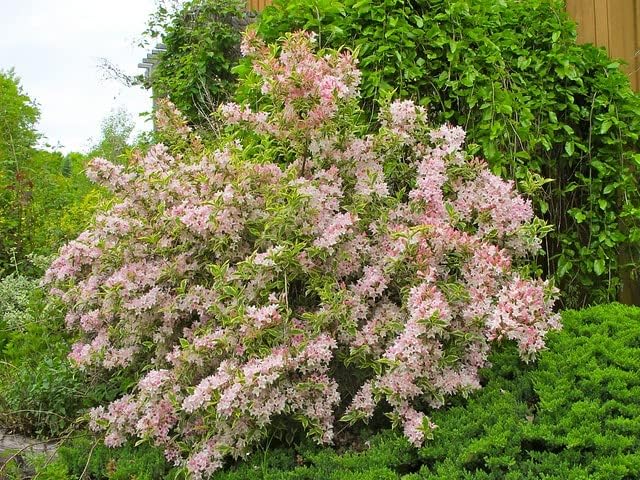 Variegated Weigela - Heavy Blooming Multicolor - Live Plant Shipped 1 to 2 Feet Tall by DAS Farms