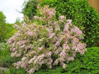 Variegated Weigela - Heavy Blooming Multicolor - Live Plant Shipped 1 to 2 Feet Tall by DAS Farms